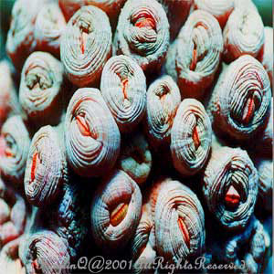 Tubastraea Sp.