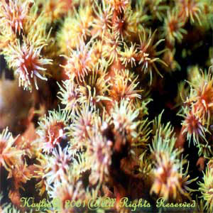 Tubastraea Micrantha Sp.