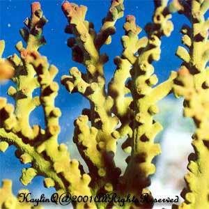 Tubastraea Micrantha Sp.