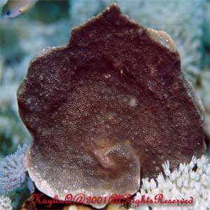 Turbinaria Sp.