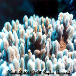 Hard Coral 1