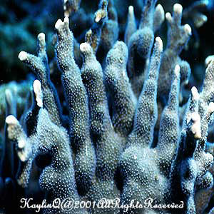 Hard Coral 2