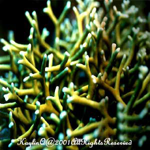 Hard Coral 6