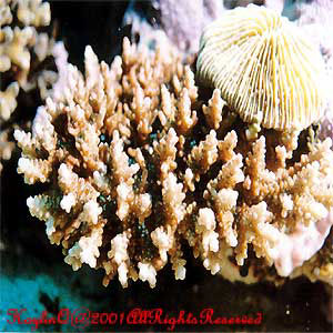 Hard Coral 7