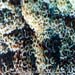 Euphlllia Sp.