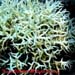 Seriatopora Hystrix Sp.
