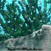 Tubastrea Micrantha Sp.