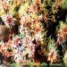 Tubastrea Micrantha Sp.