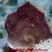 Turbinaria Sp.