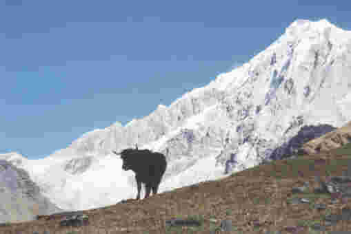 On the slopes of Salcantay