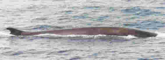 The Majestic Finback Whale