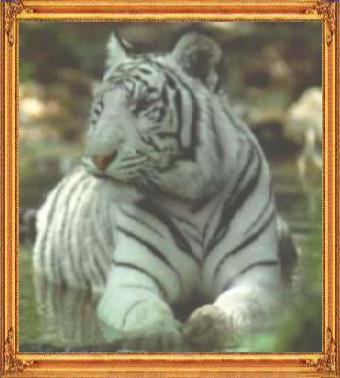 Gambar Harimau Putih Mata Biru