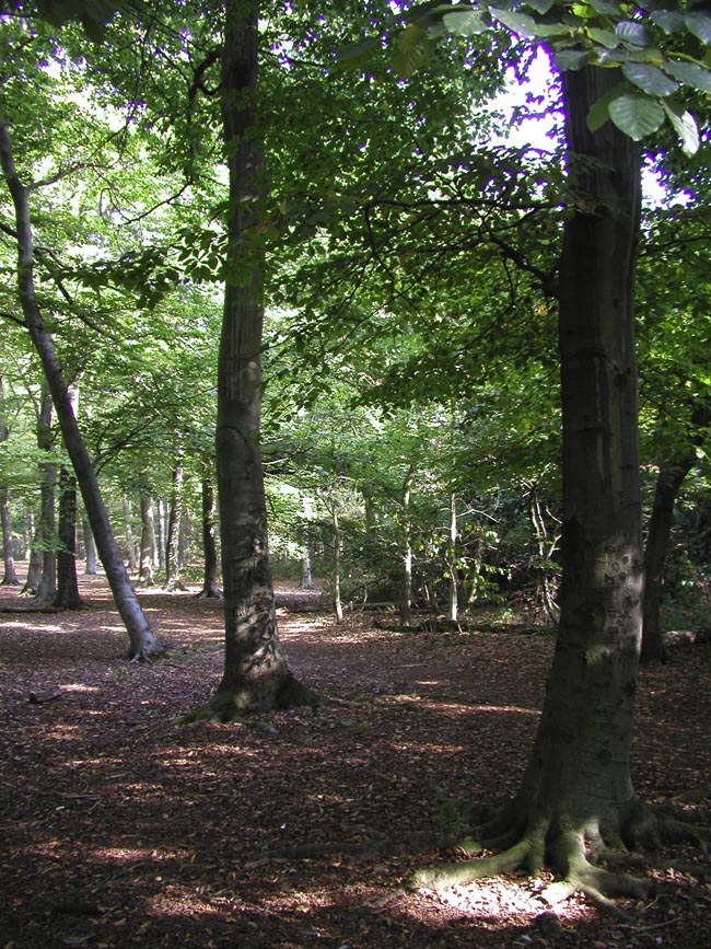 Plumstead-woods-9