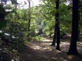 Plumstead-woods-2
