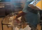 Being checked over in the nursery (38kb)