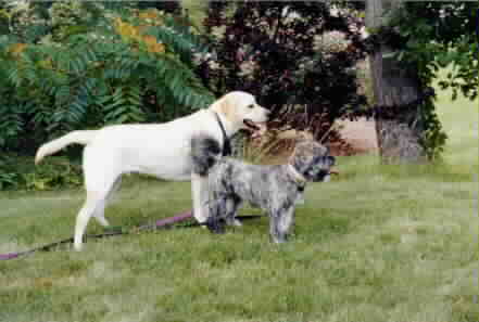 My Lhasa Apso friend ShadoDog