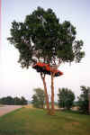 The General Lee in the Tree