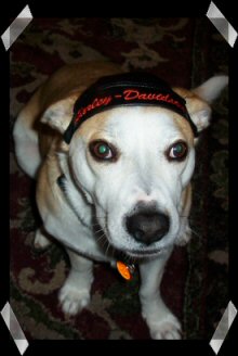 Harley