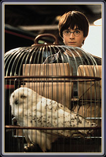 Harry & Hedwig
