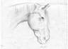 Horse.jpg