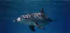 DOLPHIN.jpg (9751 bytes)