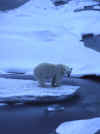polarbear.jpg (74155 bytes)