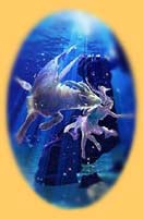 capricorn