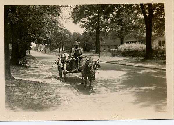 cow_pulling_cart_1949.jpg - 54kb
