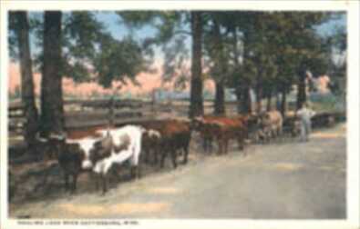 hauling_logs_near_hburg.jpg - 11kb