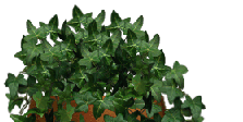 ivy graphics