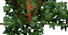 ivy graphics