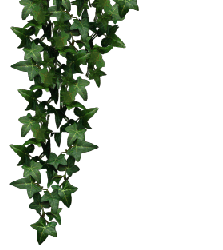 ivy graphics