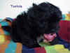 Tootsie-6.jpg (45667 bytes)