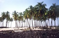Watch for falling coconuts