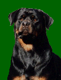 V-1 USRC Select Critter von Fieldsburg, BH, BST, owned by Daylynn Kyles