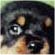 Vicky's pups thumbnail