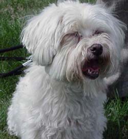 TOBY