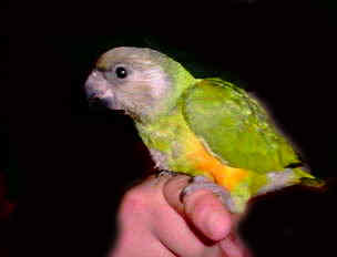 BabySenegal.jpg