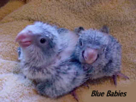 Bluebabies2.jpg