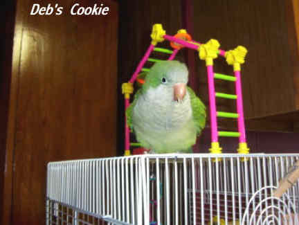 Cookie.jpg
