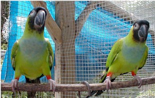 NandayConure.jpg