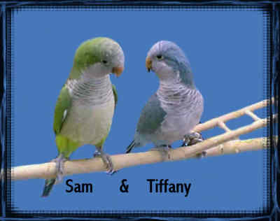 Sam_Tiffany1.jpg