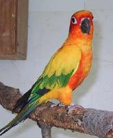 SunConure.jpg
