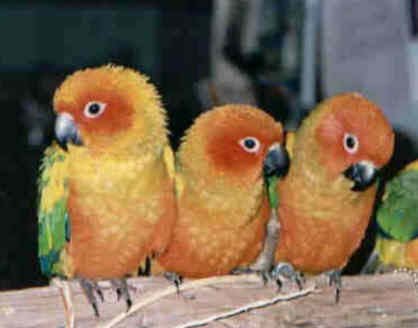 SunConures3.jpg