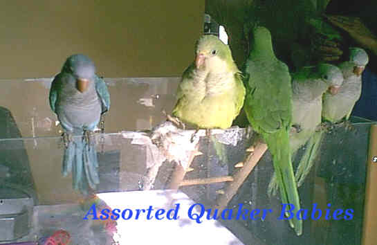 assortedquakerbabies.jpg