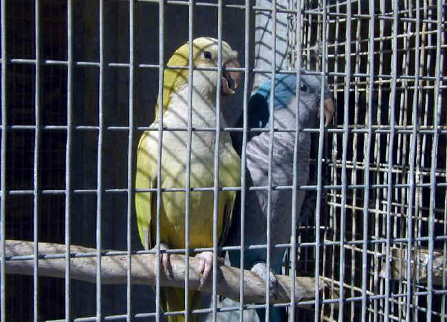 cinn_hen_blue_male.jpg