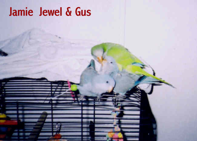 jamie_jewel_gus.jpg