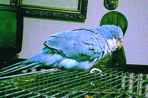 mypair_hencroped.jpg