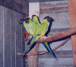 nandays_2pairs.jpg