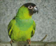 nandays_conure2.jpg
